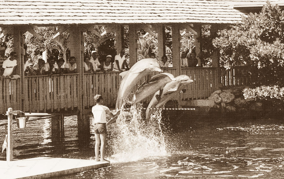 Ocean Reef's popular performing dolphins